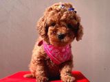 Safkan Toy Poodle