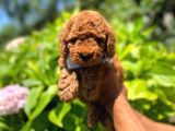 Anne Altindan Red Toy Poodle