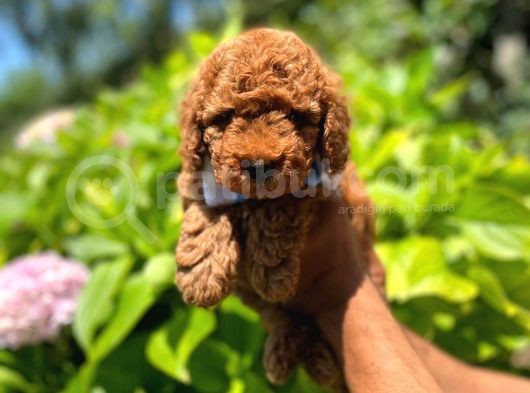 Anne Altindan Red Toy Poodle görsel