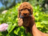Anne Altindan Red Toy Poodle