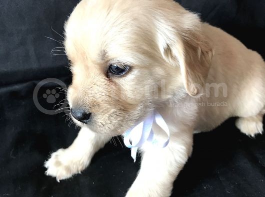 Aşılı,Karneli Ev Doğumlu Golden Retriever Bebişler görsel