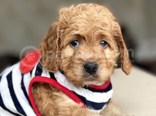 Show Kalite Maltipoo Yavrular görsel