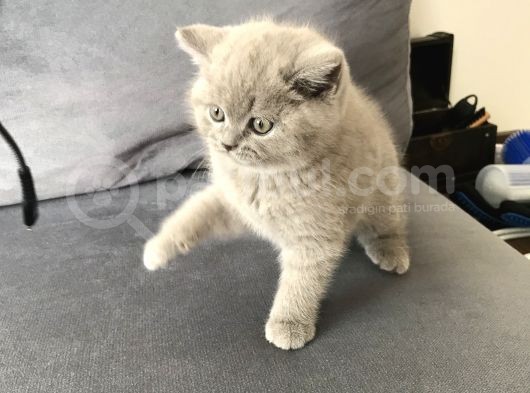 2 Aylık Erkek Yavrumuz görsel