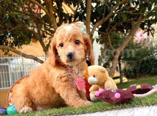 Orji̇nal Malti̇po Yavru görsel