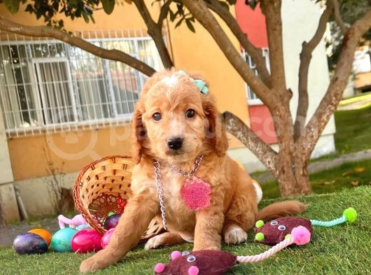 Orji̇nal Malti̇po Yavru görsel