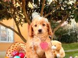Orji̇nal Malti̇po Yavru