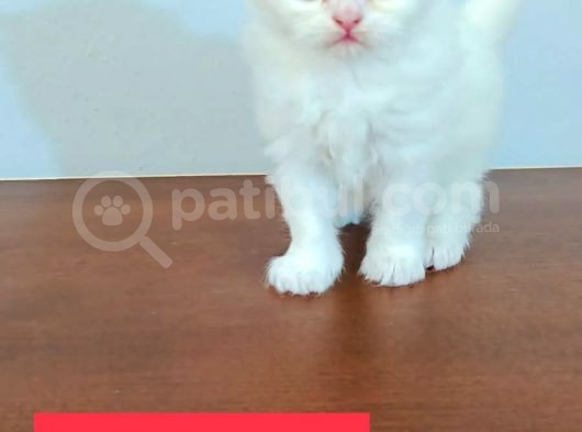 Yavru Kedi Sahiplendirme görsel