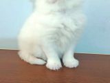 Yavru Kedi Sahiplendirme