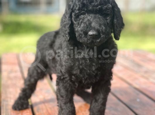 Standart Boy Irk Garantili Poodle Yavrular görsel