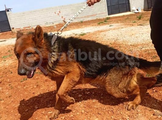 Orjinal Düşük Bel Uzun Tüy Yavrular görsel