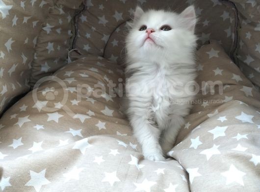 Beyaz Longhair Erkek