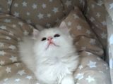 Beyaz Longhair Erkek