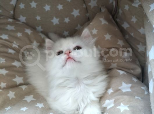 Beyaz Longhair Erkek görsel