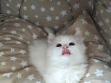 Beyaz Longhair Erkek