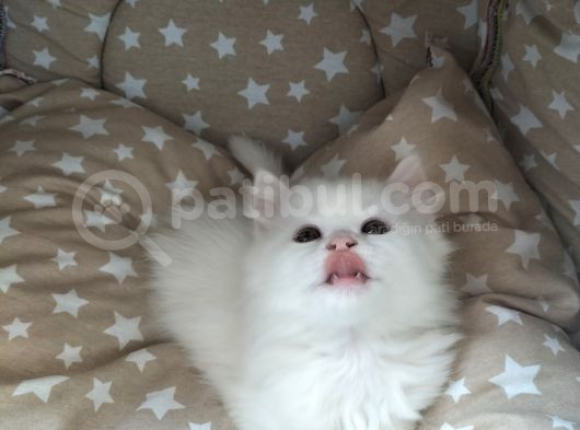 Beyaz Longhair Erkek görsel
