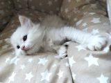 Beyaz Longhair Erkek
