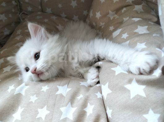 Beyaz Longhair Erkek görsel