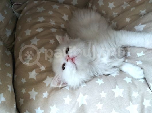 Beyaz Longhair Erkek görsel