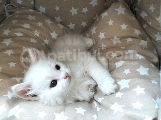 Beyaz Longhair Erkek görsel