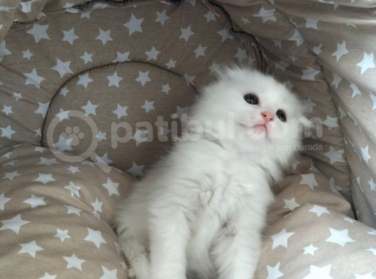Beyaz Fold Longhair Erkek görsel