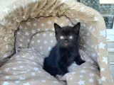 Siyah Scotish