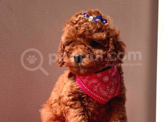 Safkan Toy Poodle görsel