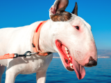 Orjinal Bull Terrier Erkek Ve Dişi Yavrularımız