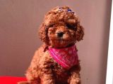Safkan Toy Poodle