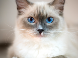 Irk Ve Sağlık Garantili Ragdoll Kedileri