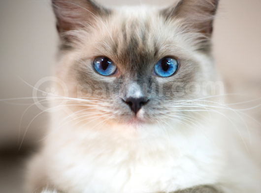 Irk Ve Sağlık Garantili Ragdoll Kedileri görsel