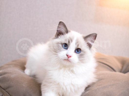 Irk Ve Sağlık Garantili Ragdoll Kedileri