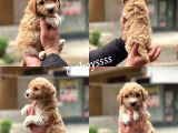 Muhteşem Party Color Maltipoo Yavrularımız