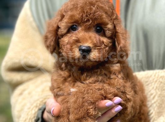 Bebek Surat Toy Poodle Yavrular görsel