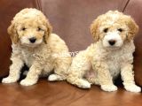 Orjinal Maltipoo Bebeklerimiz