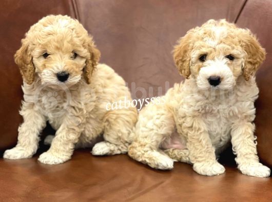 Orjinal Maltipoo Bebeklerimiz görsel