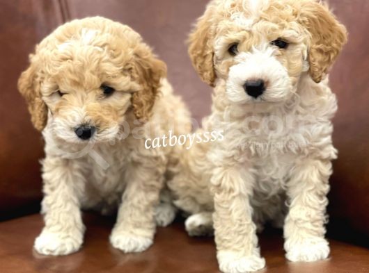 Orjinal Party Color Maltipoo Yavrularımız