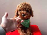 Red Brown Toy Poodle