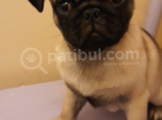Safkan Pug Mops Yavrular