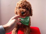 Red Brown Toy Poodle