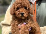 Bebek Surat Toy Poodle Yavrular
