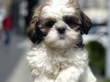 Show Kalite Shih Tzu Yavrular