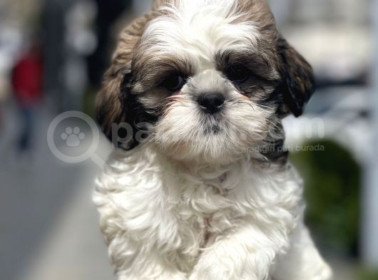 Show Kalite Shih Tzu Yavrular