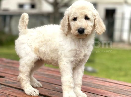 Standart Boy Irk Garantili Poodle Yavrular görsel