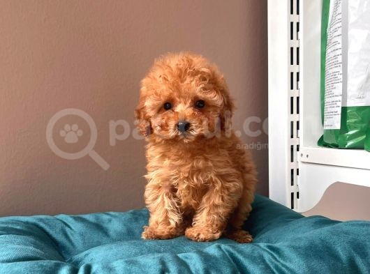 Orjinal Toy Poodle görsel