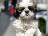 Show Kalite Shih Tzu Yavrular