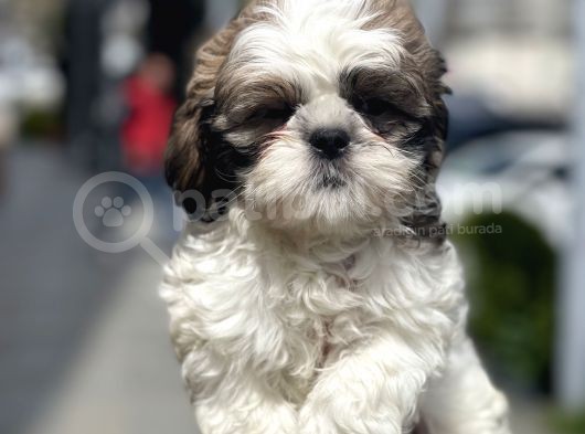 Show Kalite Shih Tzu Yavrular görsel