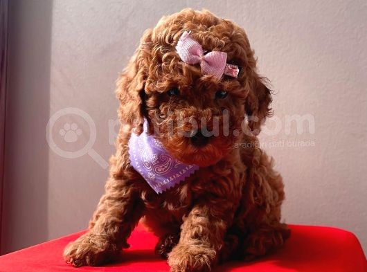 Orji̇nal Toy Poddle görsel