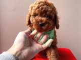 Red Brown Toy Poodle
