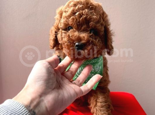 Red Brown Toy Poodle