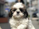 Show Kalite Shih Tzu Yavrular